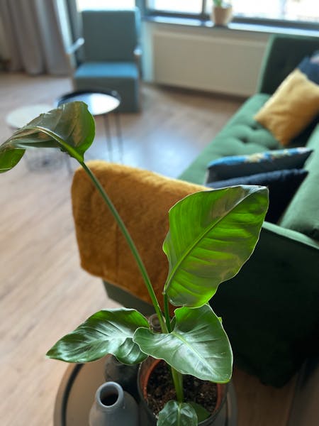 appartement te huur in Ede